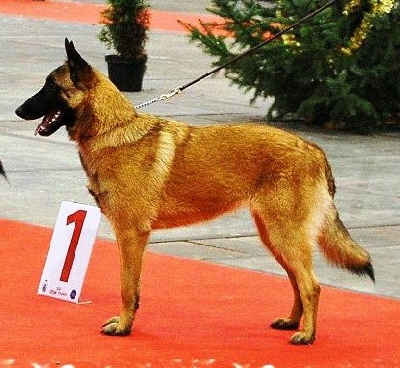 du hameau St-Blaise - Brussels Dog Show 2012