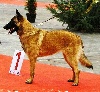  - Brussels Dog Show 2012